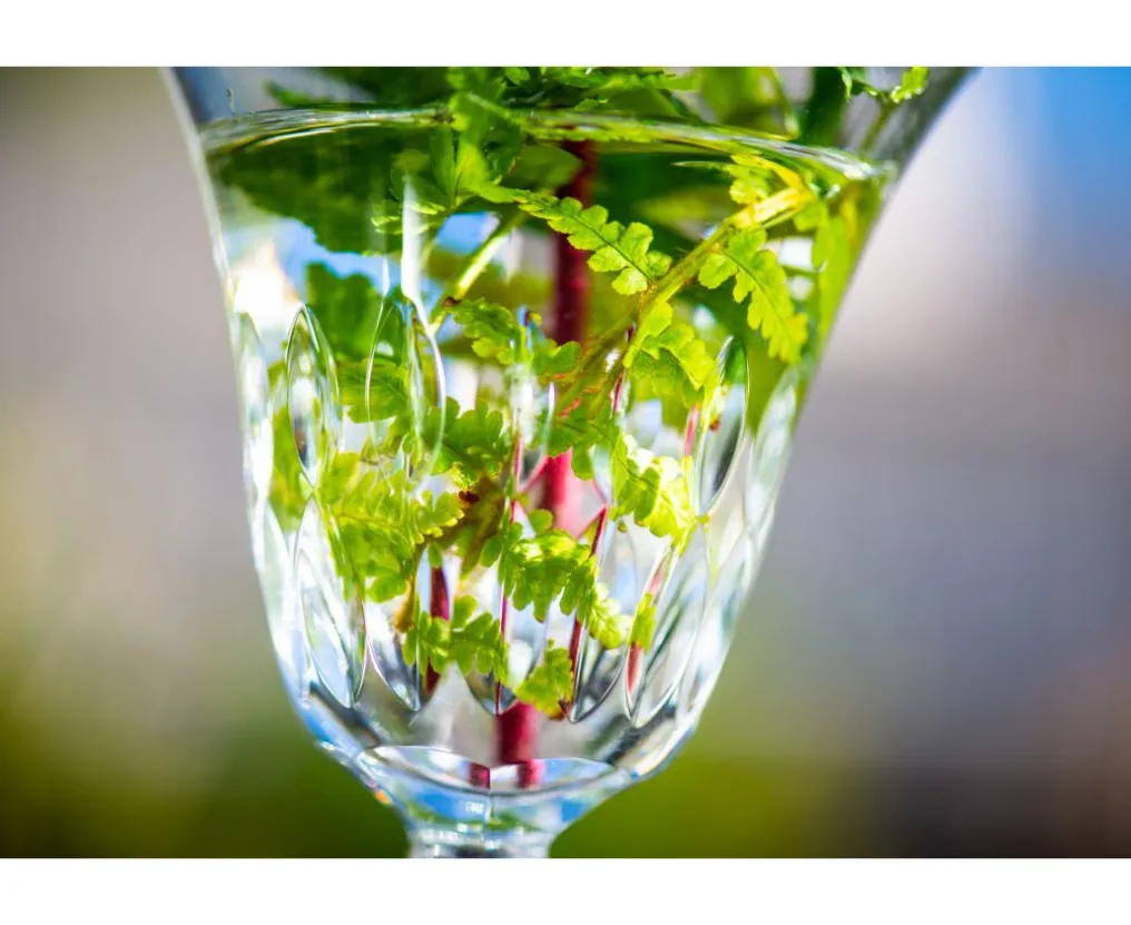 STELLA VERRE À EAU AMÉRICAIN N°1